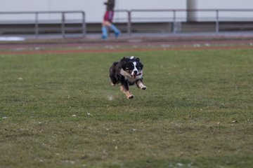 Bild 87 - Hundeshooting